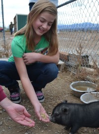 Brooke feeding pig
